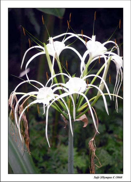 2005 - 08 - KUL - parc animalier  - 11.JPG